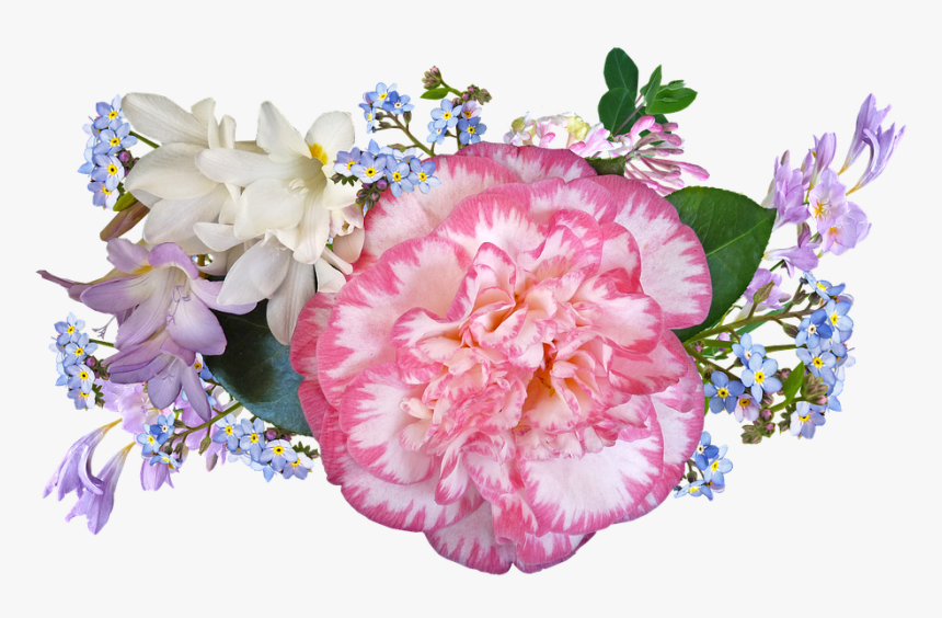 Carnation, HD Png Download