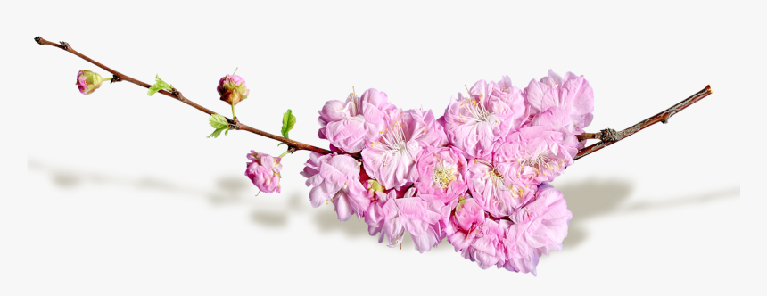 Cut Flowers Blog - Transparent Spring Flower Png, Png Download