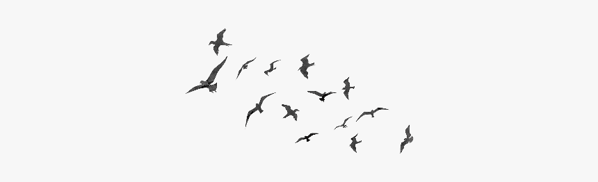 Flock, HD Png Download