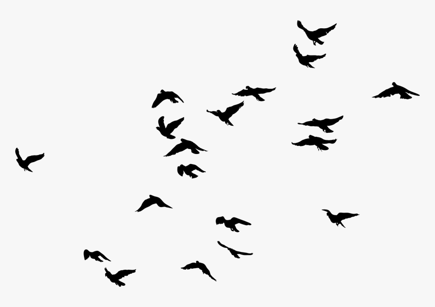 Birds Transparent Image - Birds Black And White Png, Png Download
