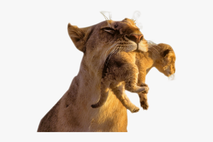 Image Watcher Png Animal - Cub Transparent Background, Png Download