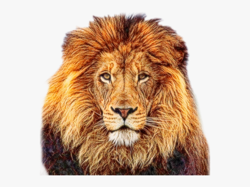 Tube Lion - Wildlife Heritage Foundation, HD Png Download