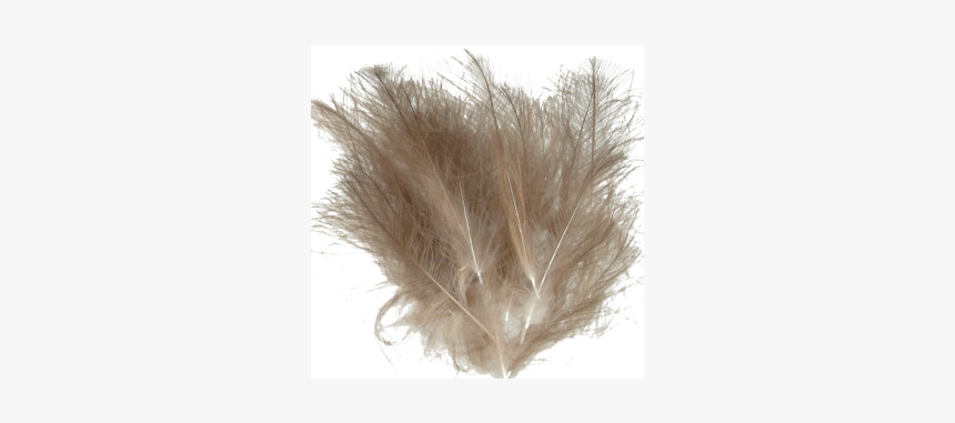 Cdc Feathers, HD Png Download