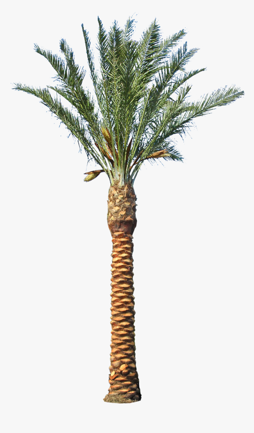 Date Palm Tree Transparent Clipart , Png Download - Elevation Palm Tree Png, Png Download