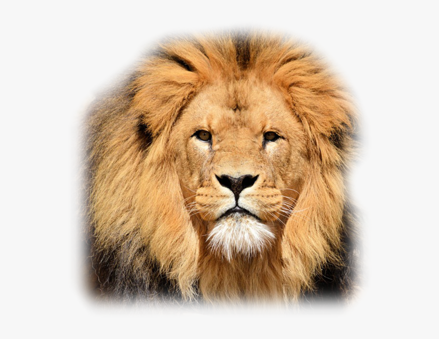 A5261431 - Poetry Of Lion, HD Png Download