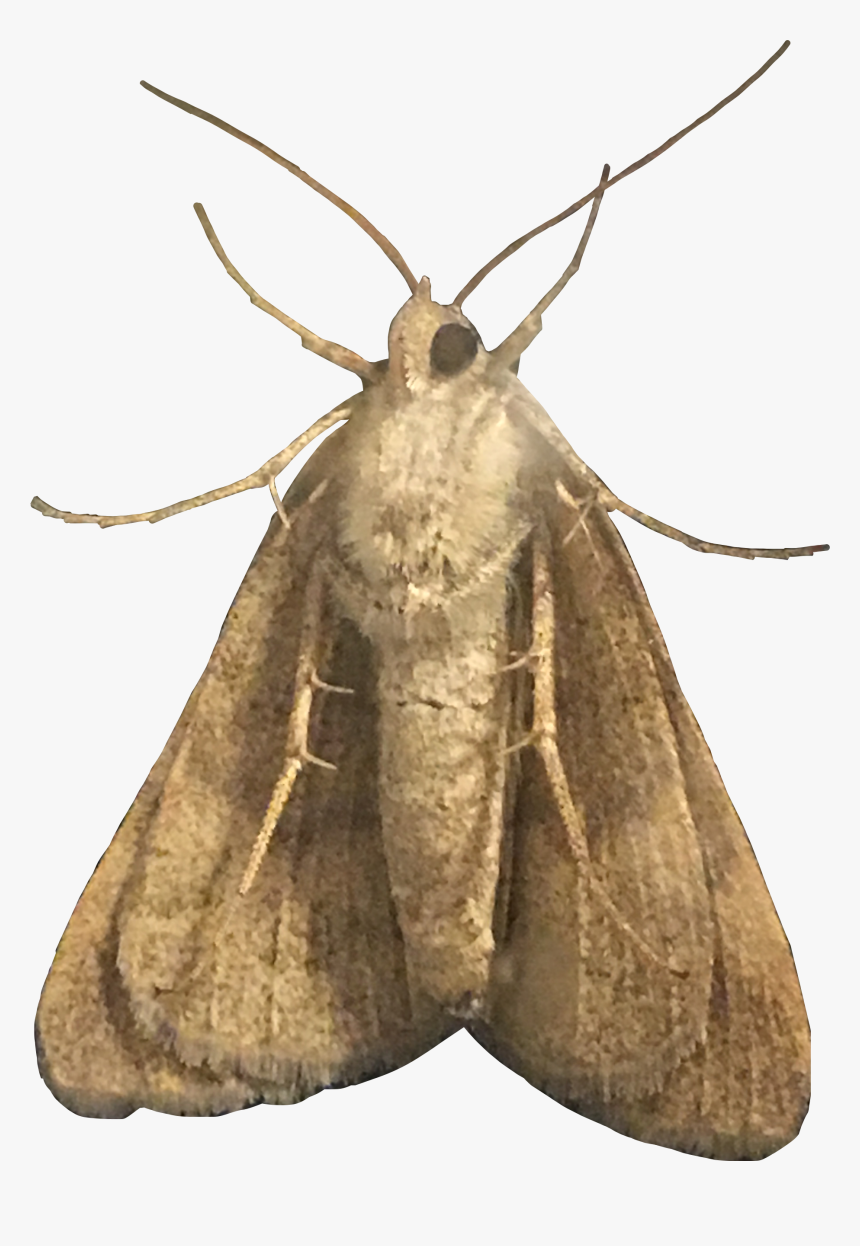 #moth #moths #amethystle #freetoedit - Hofmannophila Pseudospretella, HD Png Download
