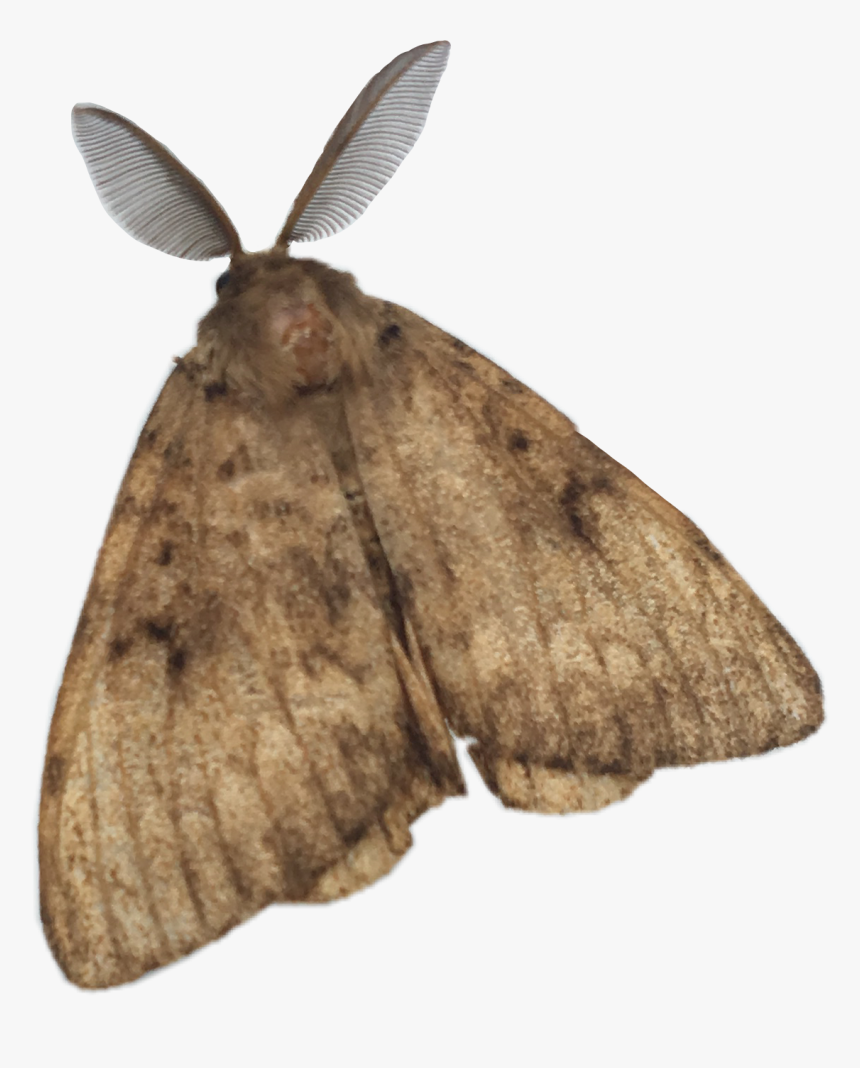 #papillon #butterfly #animal #nature #freetoedit - Moth, HD Png Download