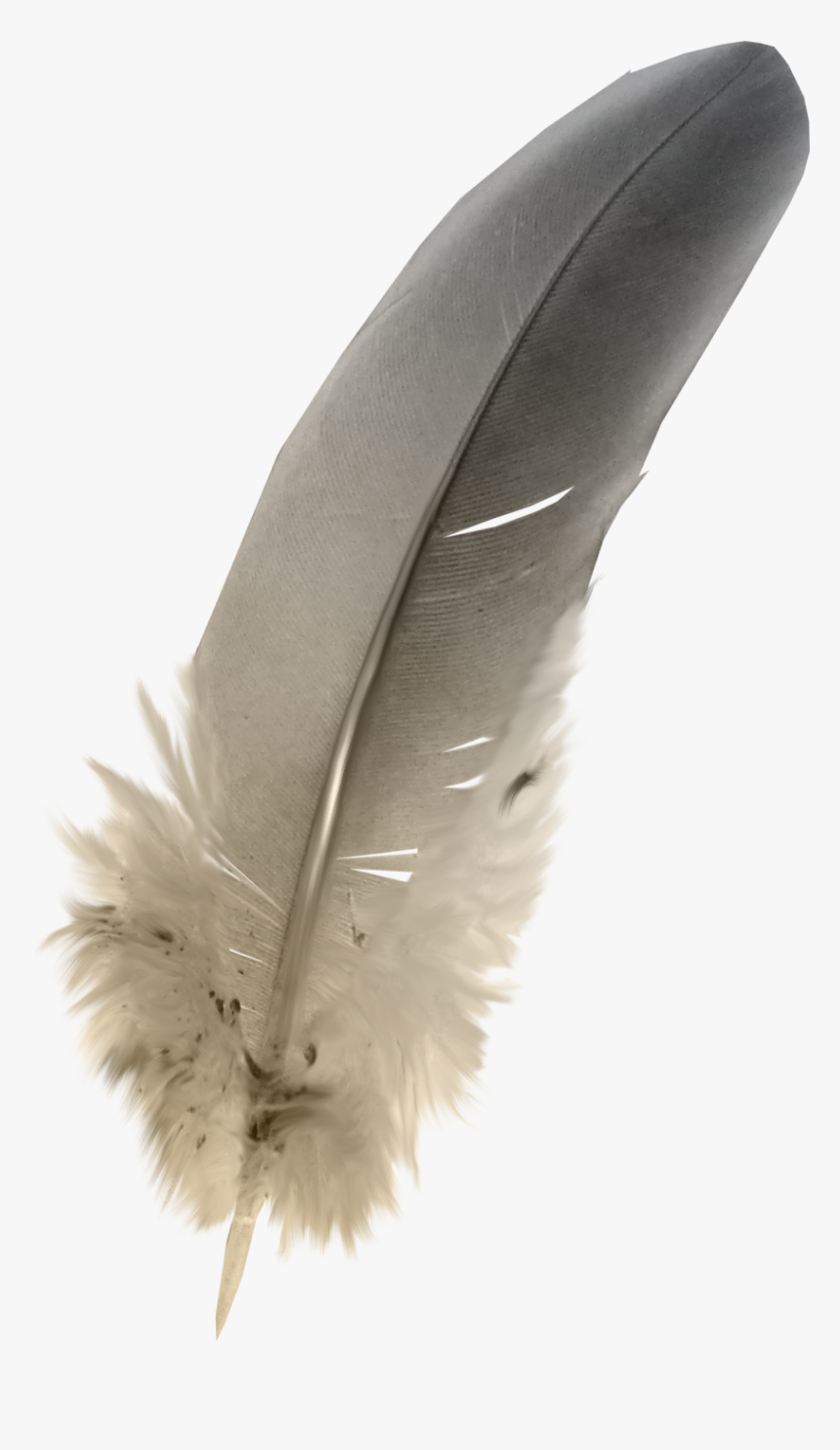 Feathers Png Download - Owl Feather Png, Transparent Png