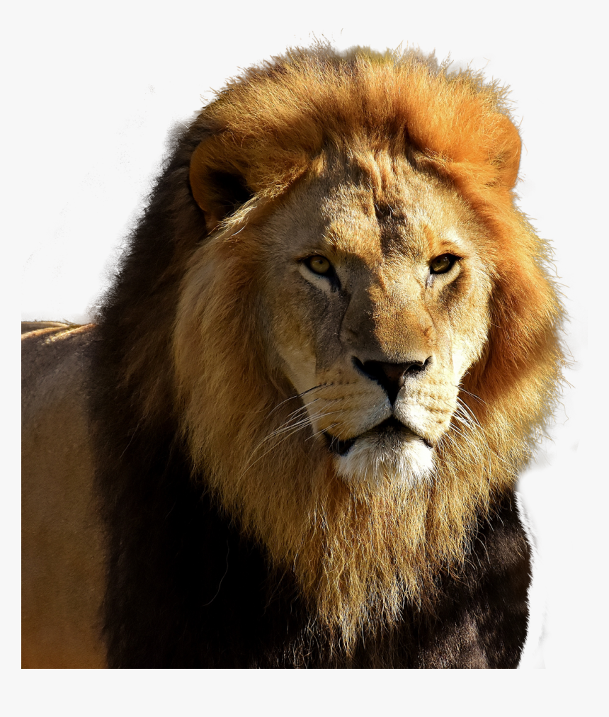 Lion Black Hair, HD Png Download