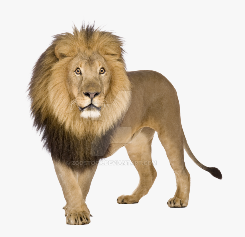 Lion Pictures White Background, HD Png Download