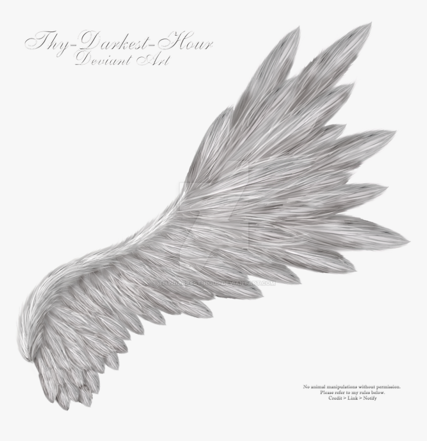 Gold Angel Wings Png, Transparent Png