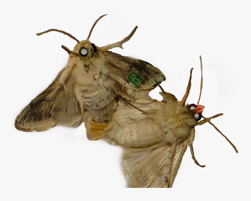 #moth #moths #freetoedit, HD Png Download