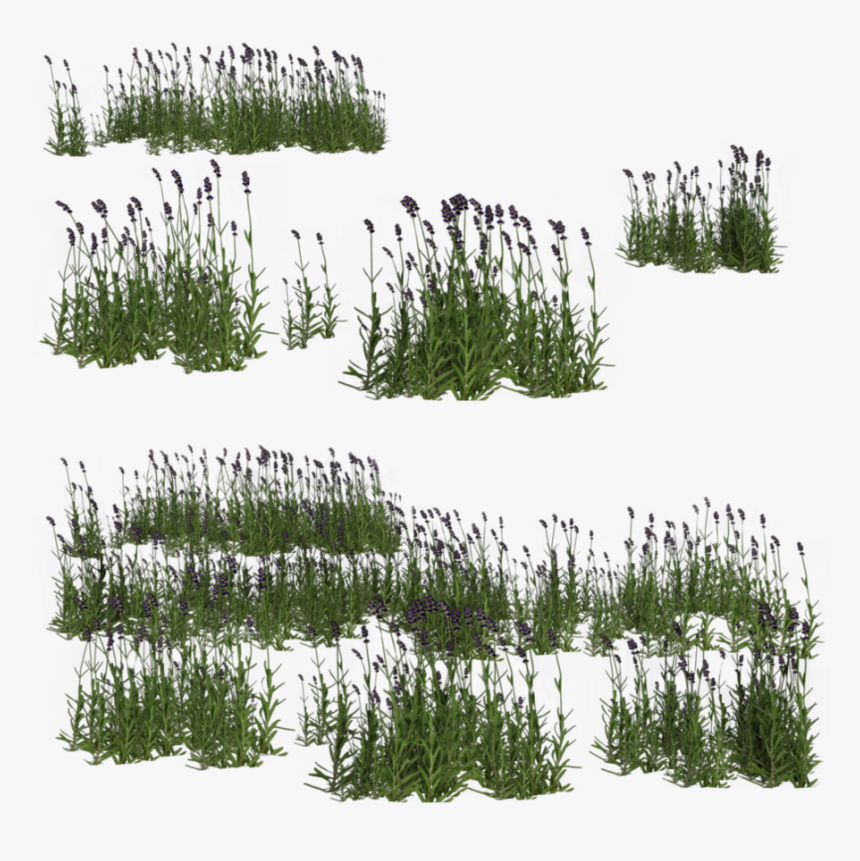 Wetland Grass For Photoshop, HD Png Download