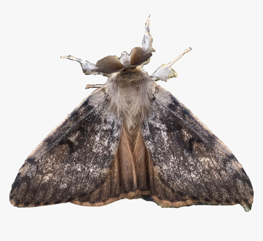 #freetoedit - Moth, HD Png Download