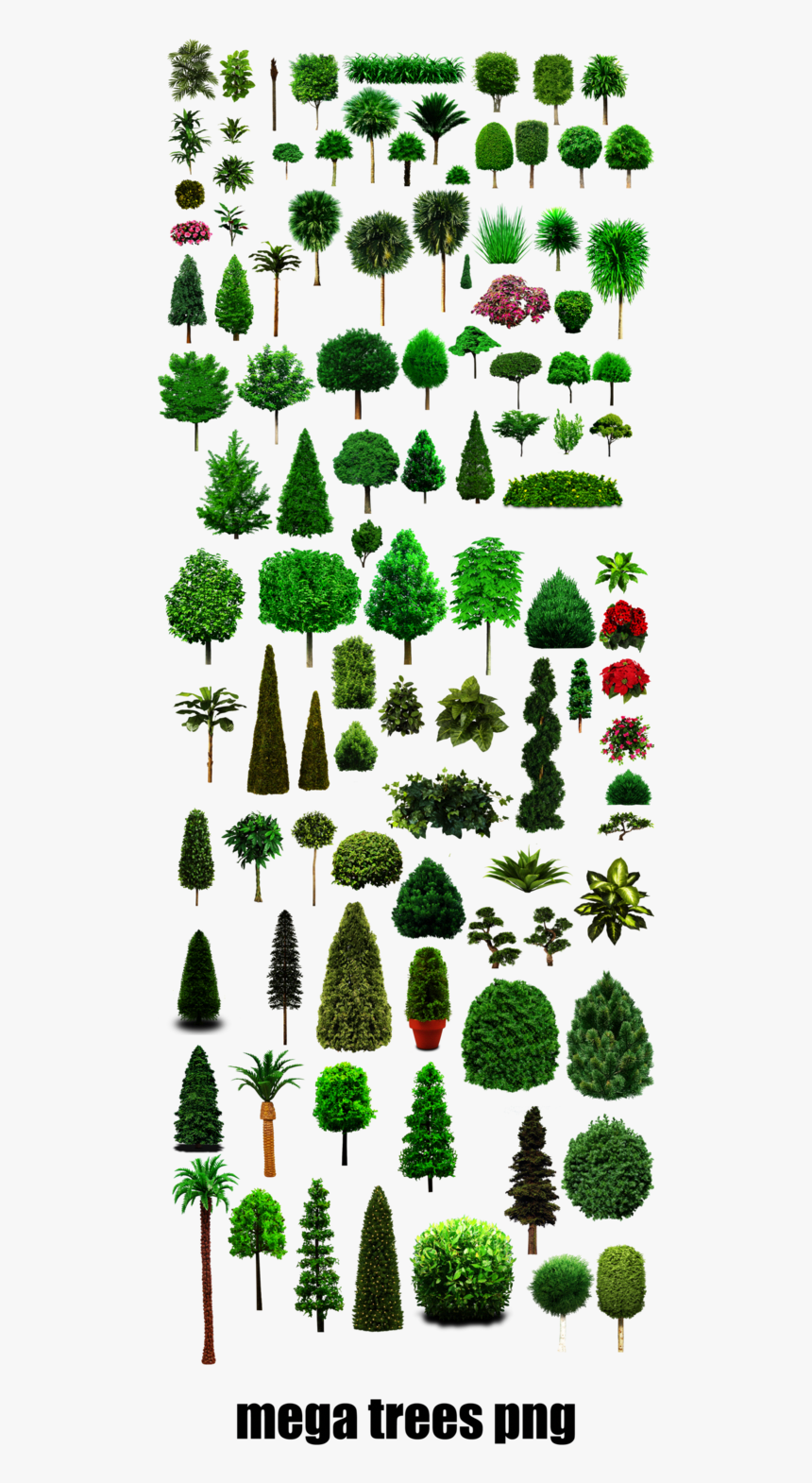 Tree, HD Png Download