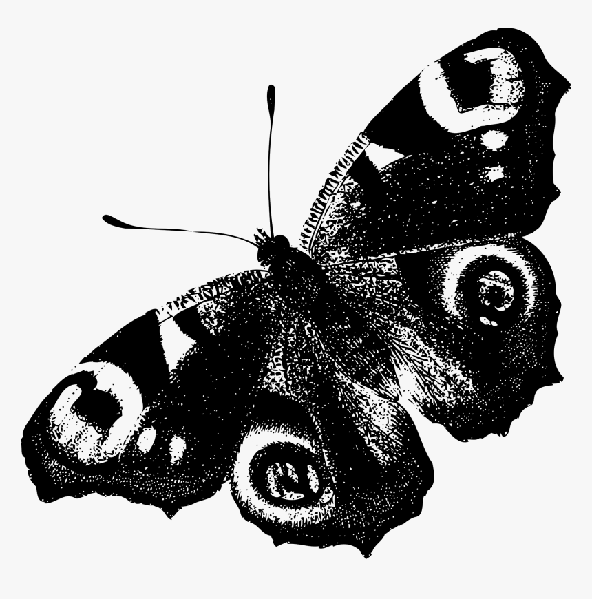 Peacock Butterfly Black And White, HD Png Download