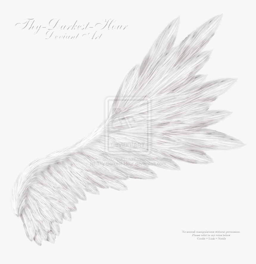 Transparent Background Angel Wings Realistic Png, Png Download