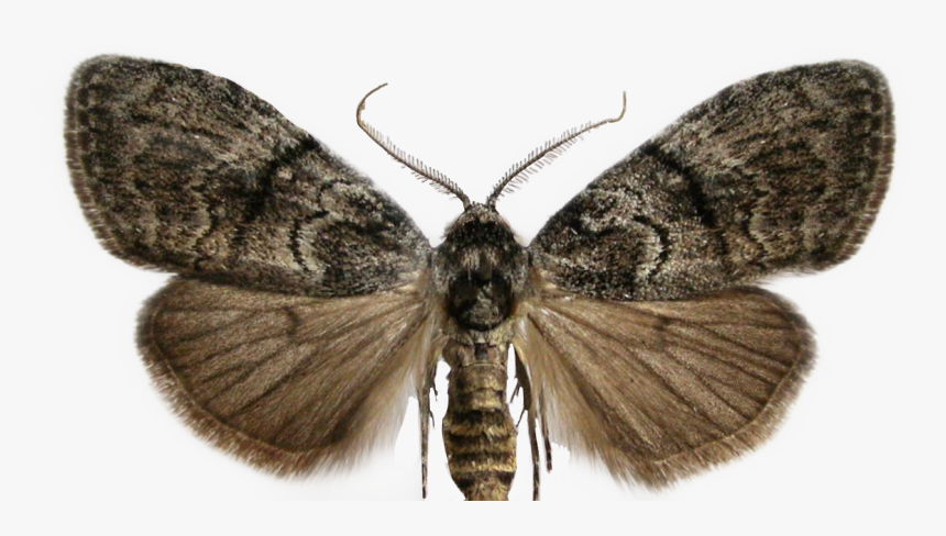 #moth #sticker #freetoedit - Female Moth Antennae, HD Png Download