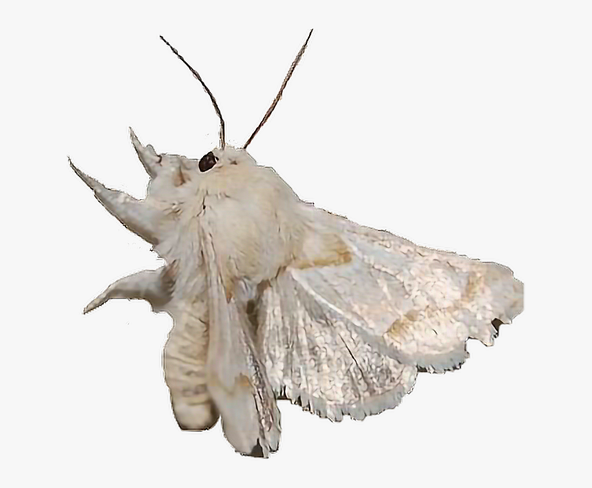 #moth #dirtcore #freetoedit - Mothman, HD Png Download