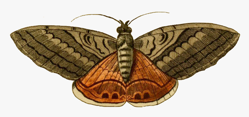 Moth Clipart, HD Png Download