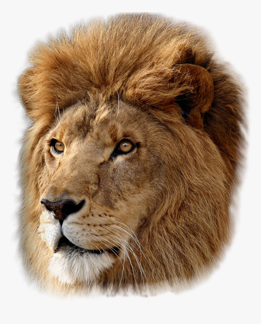 Mac Os X Lion, HD Png Download