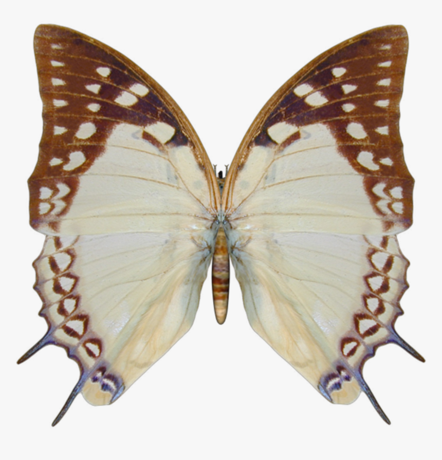 Papilio Machaon, HD Png Download