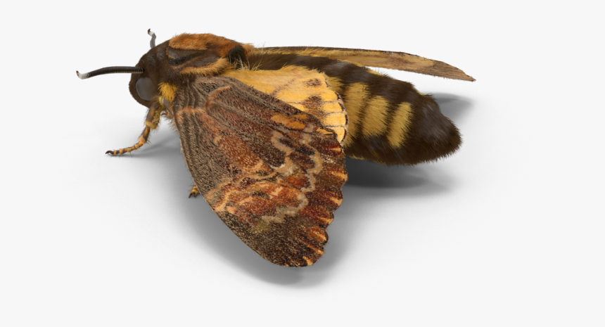 #moth #insect #freetoedit - Fiery Skipper, HD Png Download