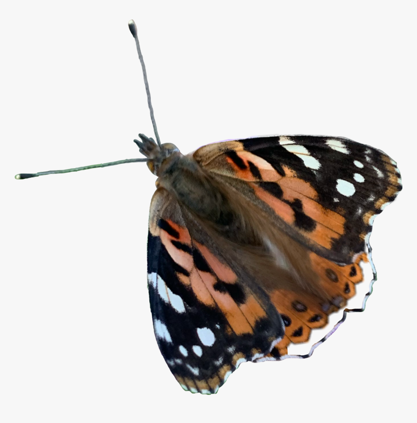 #butterfly #butterflywings #freetoedit - Vanessa Cardui, HD Png Download