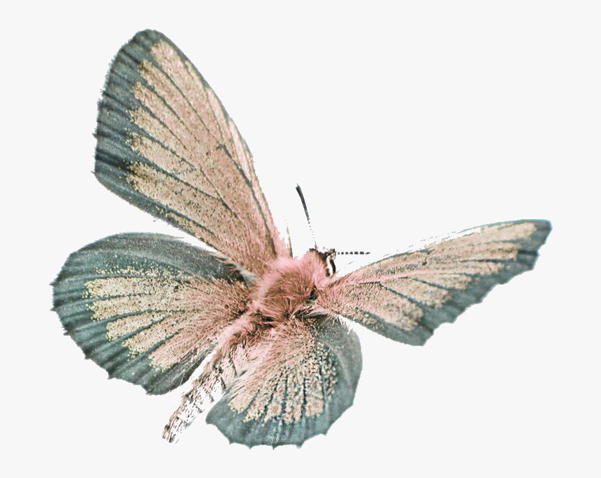 #butterfly #moth #moodboard #png #filler #aesthetic - Cyaniris, Transparent Png