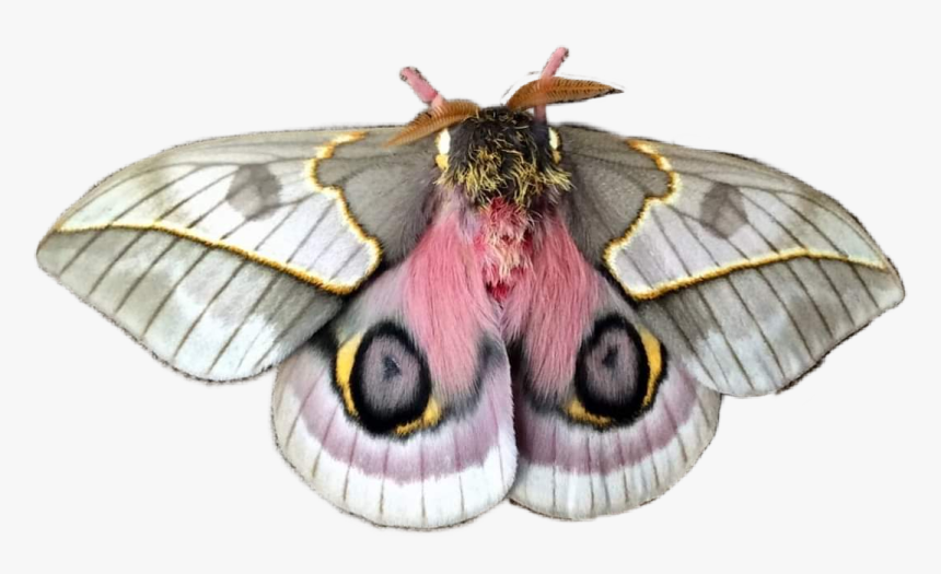 #moth #angelcore #niche #nichefiller #lovecore #cottagecore - Automeris Frankae Moth, HD Png Download