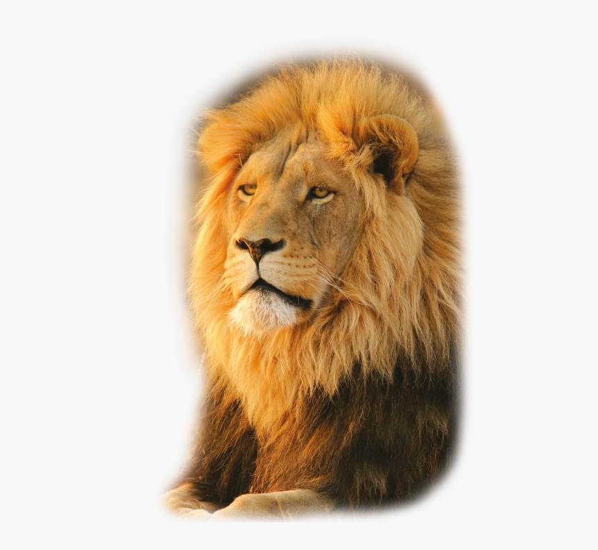 Masai Lion, HD Png Download