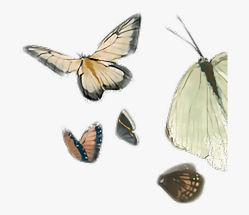 #batterfly #clipart #by Naisucat - Aporia, HD Png Download