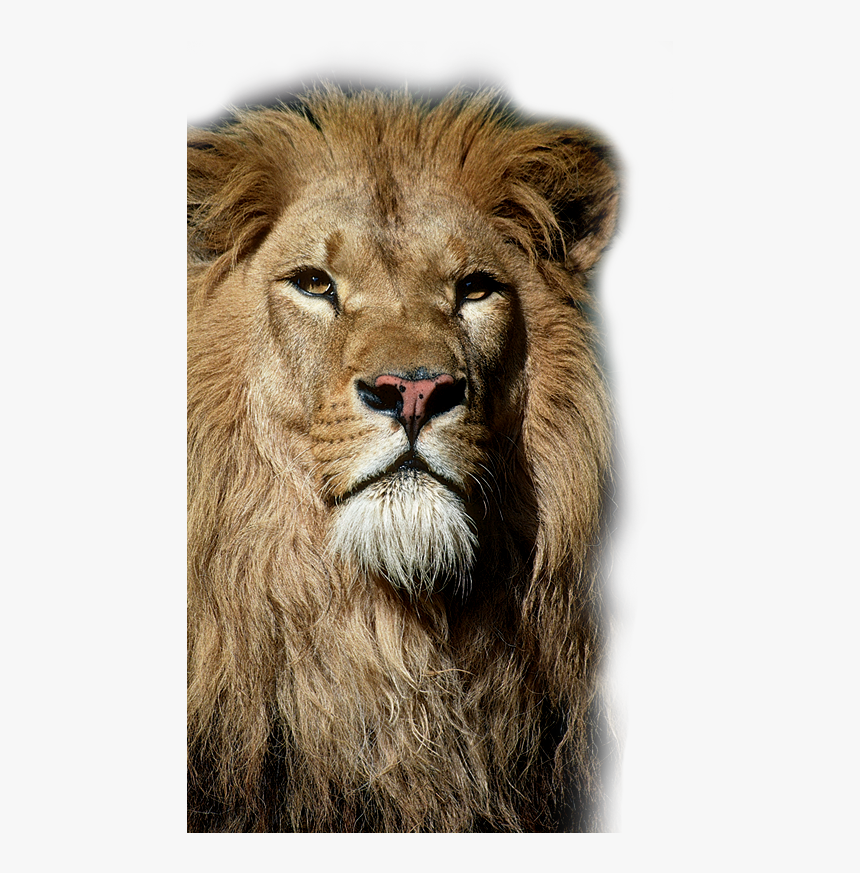 Wolters Braunschweig Löwe, HD Png Download