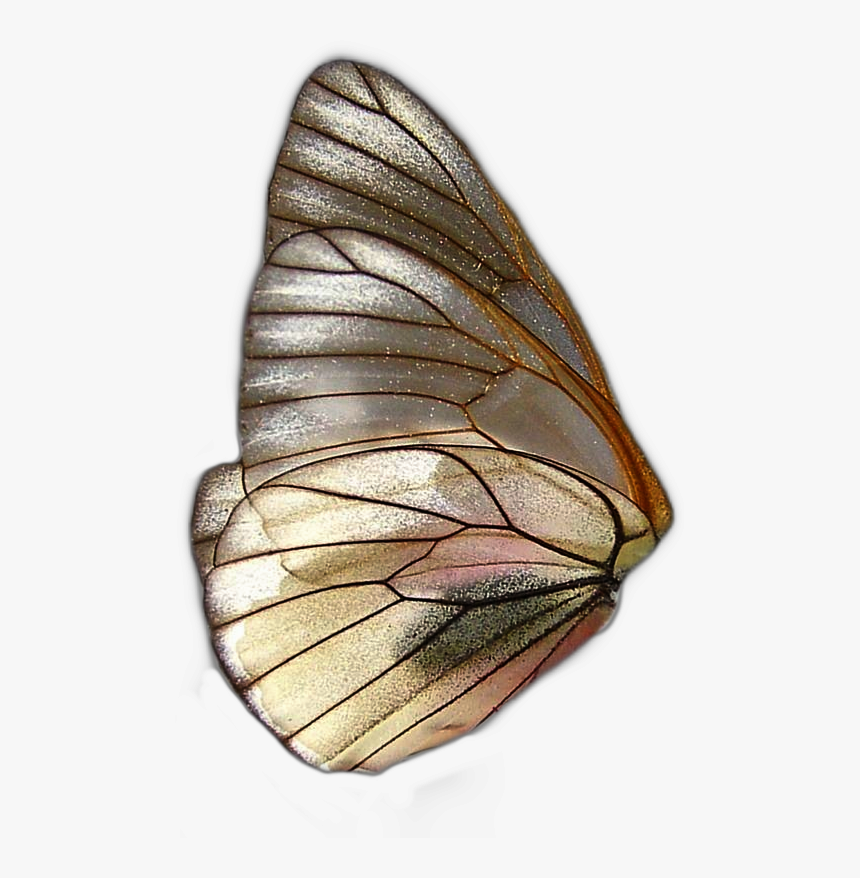 #butterfly #butterflys #wing #wings #farfalla #farfalle - Fairy Wings Png, Transparent Png