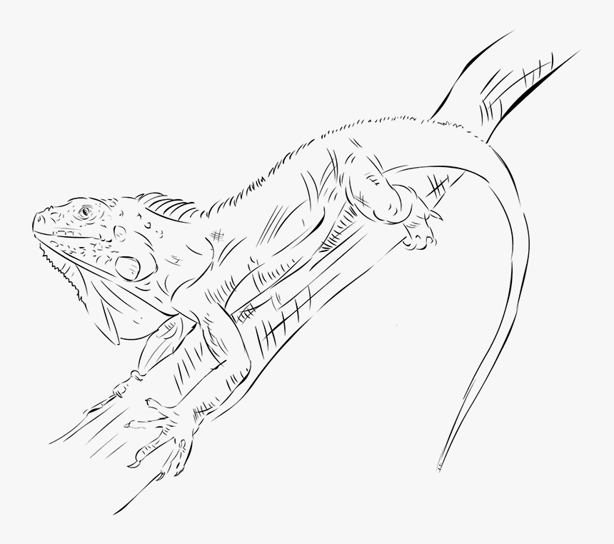 Drawing - Line Art, HD Png Download