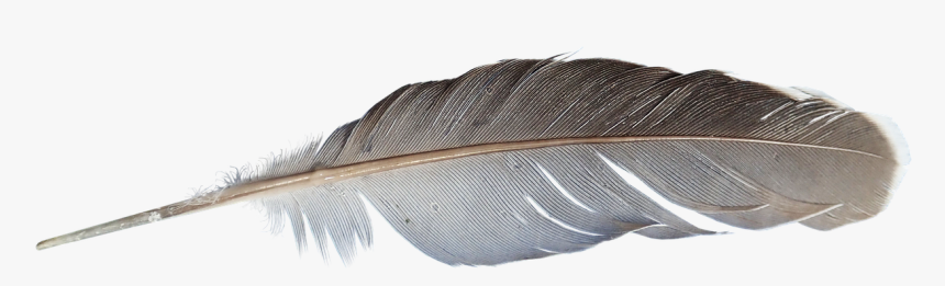 Feather Png Image, Transparent Png