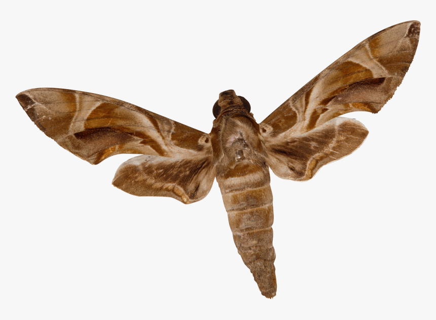 Insect, HD Png Download