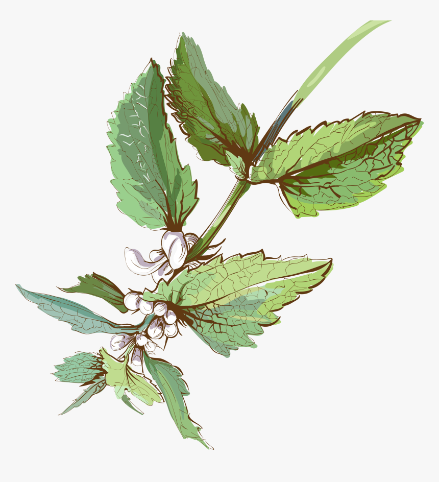 Watercolor Vector Herb - Watercolour Herbs Png, Transparent Png