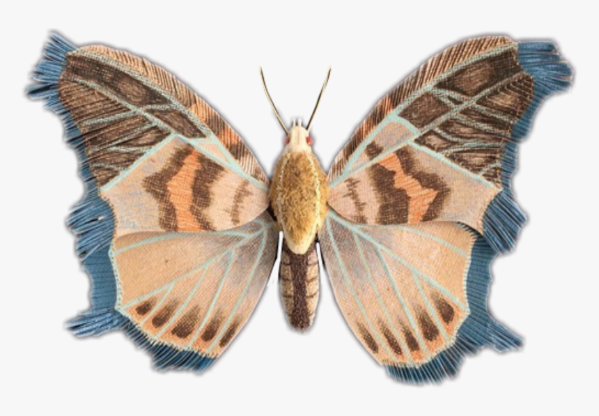 #mariposa #moth - Butterfly, HD Png Download