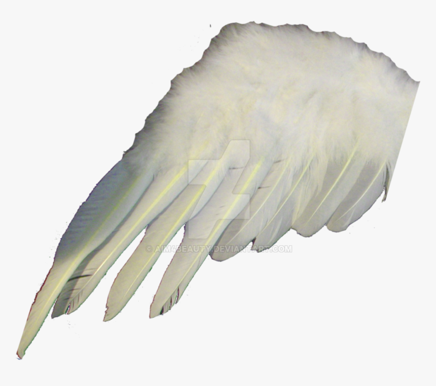 Angel Or Wing By - Claw, HD Png Download