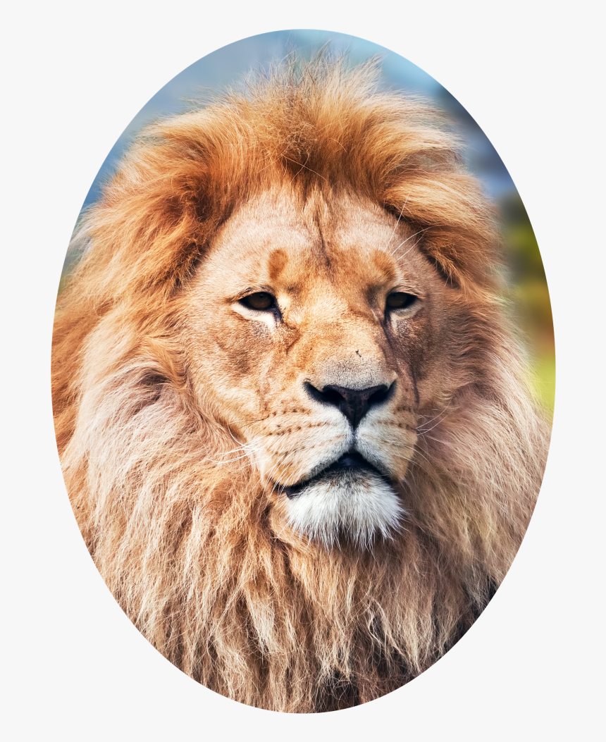 Elliptical Crop Of A Lion - Lion 4k Wallpaper For Android, HD Png Download