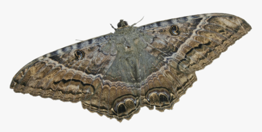 #maripos - Ascalapha Odorata Png, Transparent Png