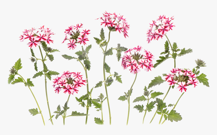 3d Flowers Png Images Download - Rosa Glauca, Transparent Png