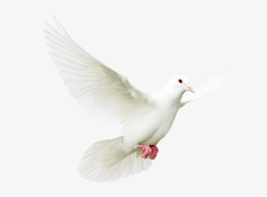 Pigeons And Doves Bird Rock Dove Homing Pigeon Portable - Transparent Dove, HD Png Download