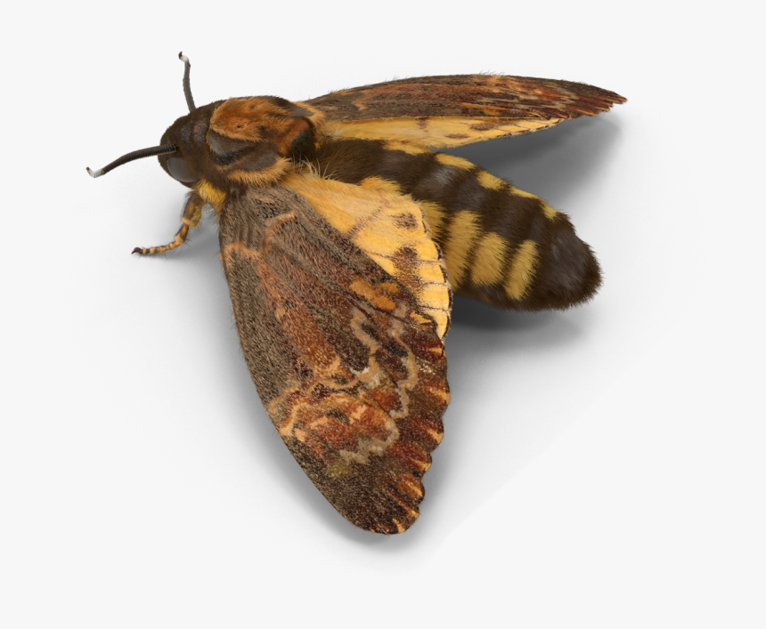#moth #interesting #freetoedit - Hofmannophila Pseudospretella, HD Png Download