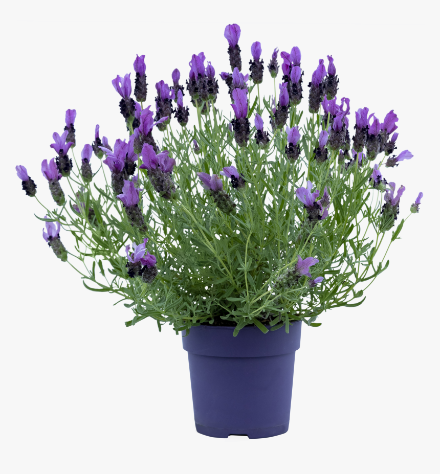 Green Bush Png, Transparent Png