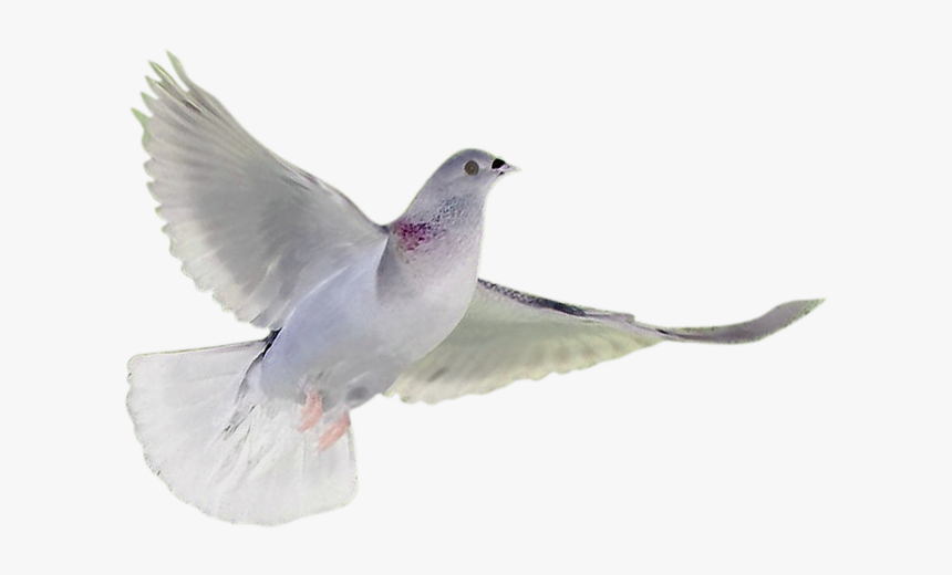 Soaring White Dove - White Breasted Nuthatch, HD Png Download