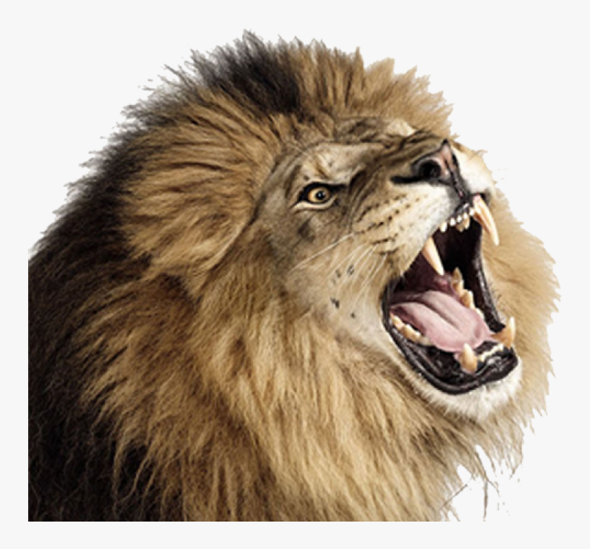 Lion Png Image - Lion Roaring Transparent Background, Png Download