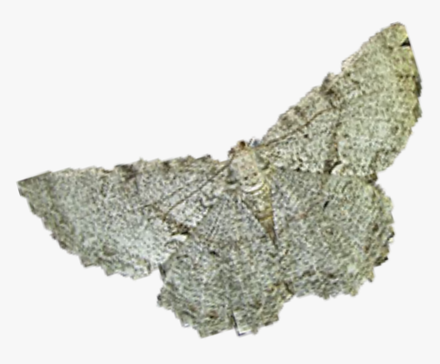 Brush-footed Butterfly, HD Png Download