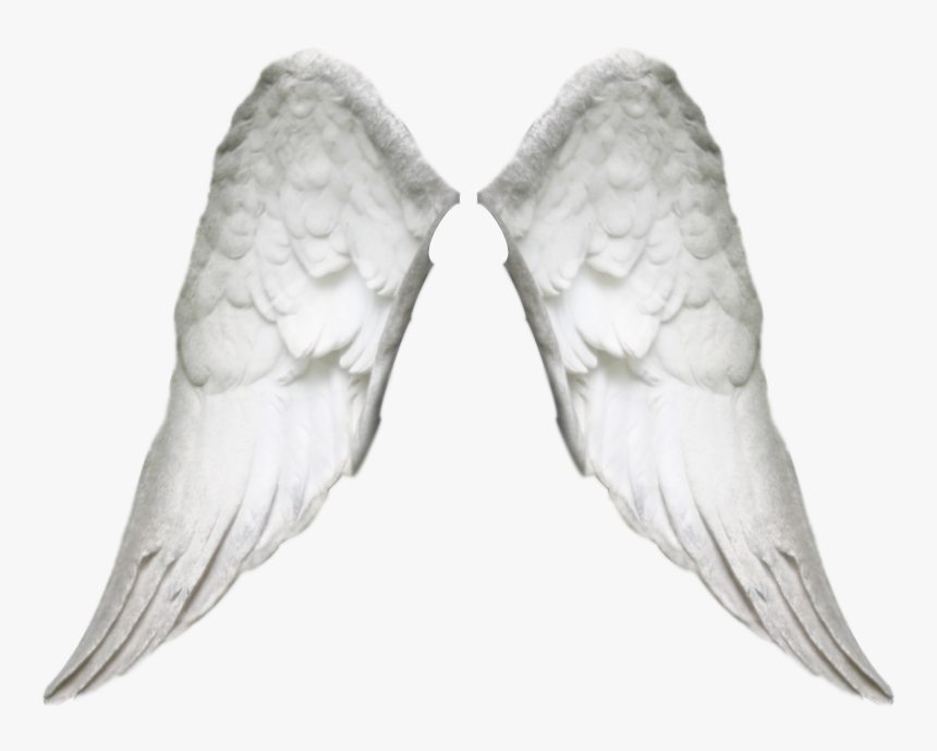 Wing Realistic Png, Transparent Png